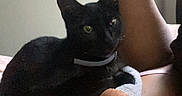 Sophia joined the competition — help win amazing prizes! black_cat, cat, pet, feline, animal, green_eyes, collar, whiskers, sitting, lounging, blanket, bed, bedroom, indoor, person, legs, relaxing, portrait, cozy, home