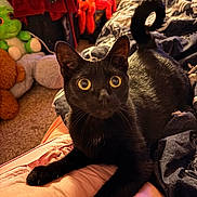 Sophia joined the competition — help win amazing prizes! black_cat, cat, pet, animal, wide_eyes, pointed_ears, short_hair, feline, bed, bedroom, blanket, bedding, plush_toys, clothing, indoor, portrait, lounging, black_fur, cozy, gothic