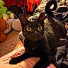 black_cat, cat, pet, animal, wide_eyes, pointed_ears, short_hair, feline, bed, bedroom, blanket, bedding, plush_toys, clothing, indoor, portrait, lounging, black_fur, cozy, gothic
