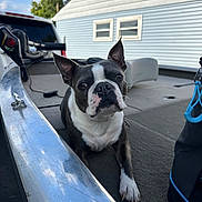Ace is registered to the contest to win money with this photo: dog, boston_terrier, pet, animal, boat, boat_interior, outdoors, sky, clouds, house, blue_siding, window, portrait, closeup, sitting, black_and_white, pointed_ears, white_chest, collar, daylight