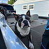 dog, boston_terrier, pet, animal, boat, boat_interior, outdoors, sky, clouds, house, blue_siding, window, portrait, closeup, sitting, black_and_white, pointed_ears, white_chest, collar, daylight