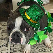 Arrow joined the competition — help win amazing prizes! dog, boston_terrier, pet, portrait, st_patricks_day, green_hat, glitter, shamrock, festive, costume, indoors, carpet, black_and_white, brown_eyes, paws, sitting, close_up, holiday, cute, funny