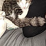 Kevin joined the competition — help win amazing prizes! cat, tabby_cat, sleeping, curled_up, blanket, bed, fur, tail, whiskers, ears, nap, resting, cozy, domestic_animal, pet, indoor, soft, comfort, black_clothing, gray_bed_sheet
