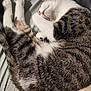 Kevin joined the competition — help win amazing prizes! cat, sleeping, tabby, white_fur, curled_up, bed, blanket, pillow, indoor, resting, pet, feline, cozy, cute, animal, fur, whiskers, relaxation, domestic, napping