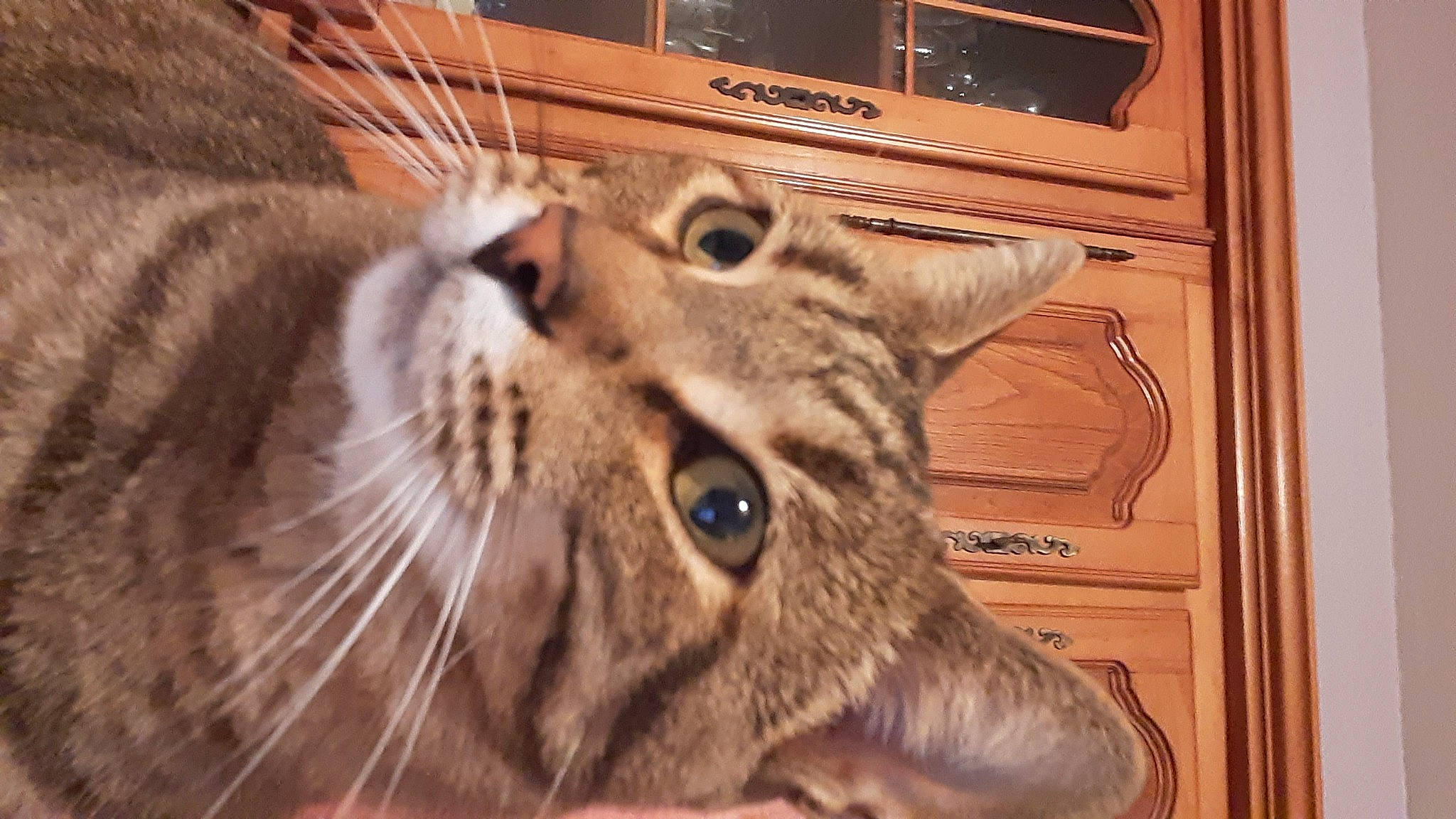 Junior a rejoint le concours — aidez-le/la à gagner de superbes lots ! american_shorthair, asian, bengal, carnivore, cat, close_up, domestic_short_haired_cat, dragon_li, european_shorthair, eye, felidae, mammal, ocicat, pixie_bob, small_to_medium_sized_cats, snout, tabby_cat, whiskers, wild_cat, wildlife