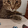 animal, butterfly, cat, closeup, curious, cute, decor, ears, eyes, face, feline, fur, indoor, looking, mammal, paw, pet, tabby, table, whiskers