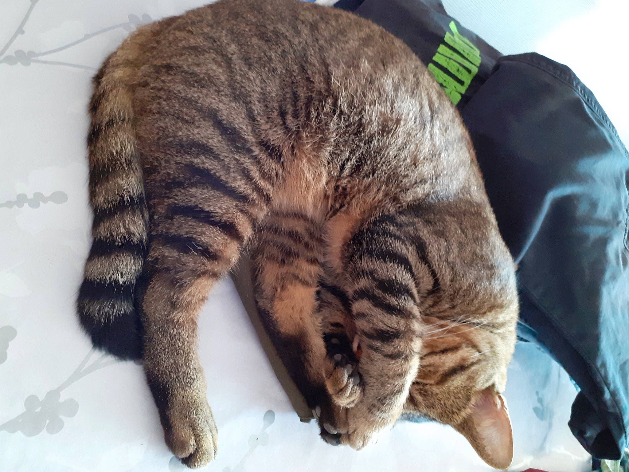 Junior participe au concours pour gagner de l'argent avec cette photo : asian, california_spangled, carnivore, cat, claw, domestic_short_haired_cat, dragon_li, european_shorthair, felidae, fur, mammal, ocicat, paw, pixie_bob, small_to_medium_sized_cats, tabby_cat, tail, toyger, vertebrate, whiskers