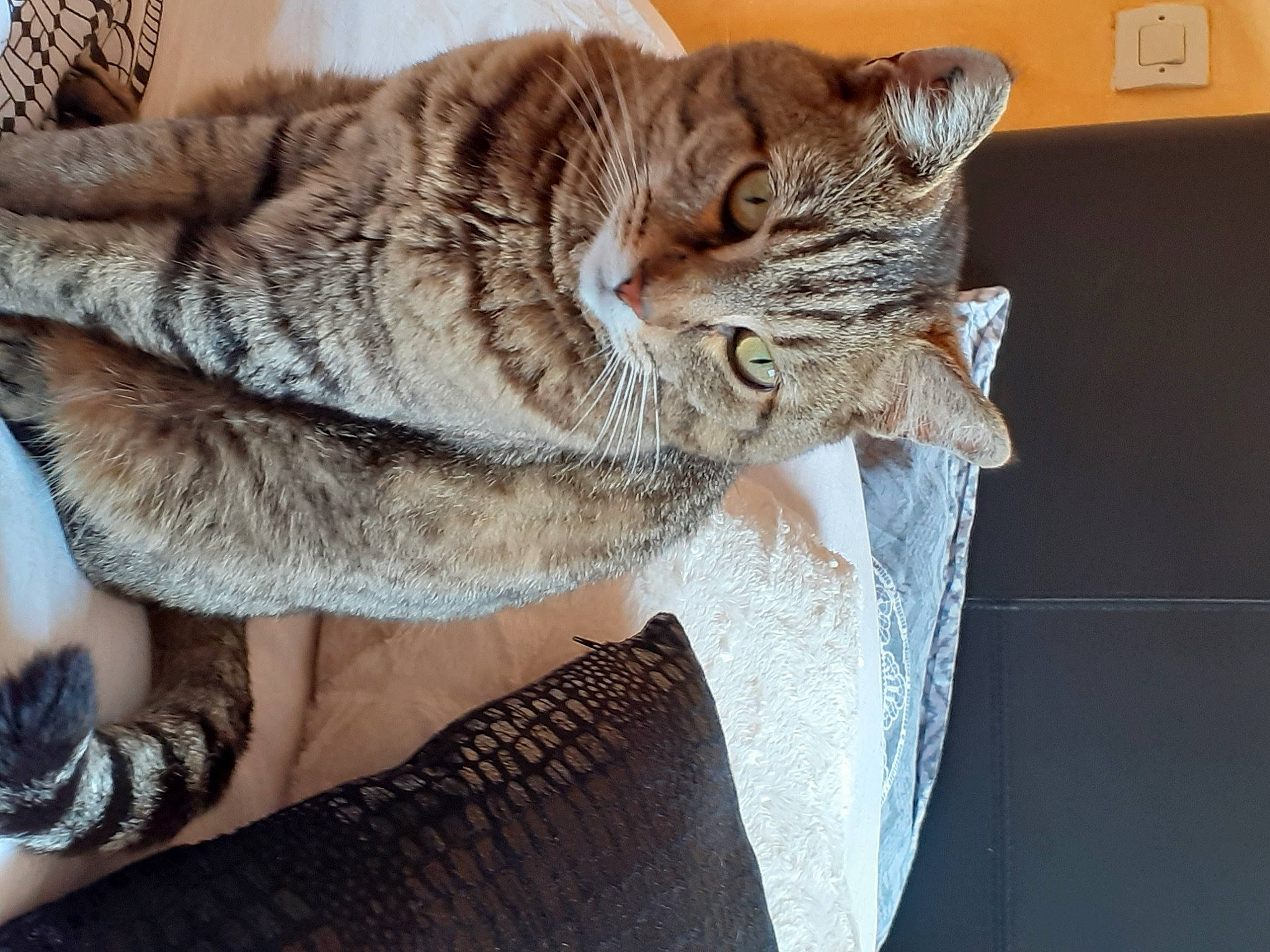 Minette participe au concours pour gagner de l'argent avec cette photo : american_shorthair, asian, australian_mist, california_spangled, carnivore, cat, chausie, domestic_short_haired_cat, dragon_li, ear, european_shorthair, fawn, felidae, fur, pixie_bob, skin, small_to_medium_sized_cats, tabby_cat, tail, whiskers