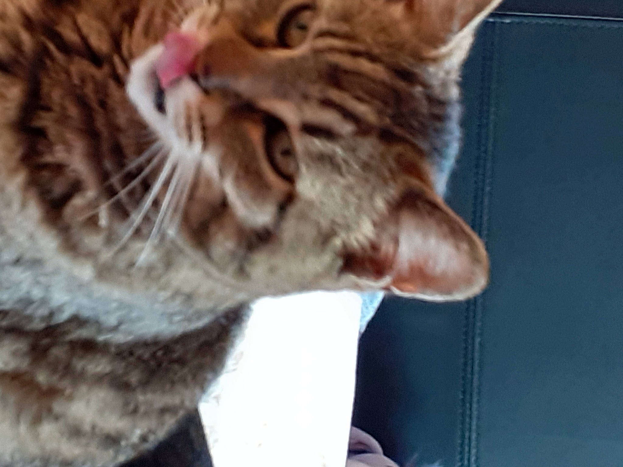 Minette a rejoint le concours — aidez-le/la à gagner de superbes lots ! aegean_cat, asian, california_spangled, carnivore, cat, domestic_short_haired_cat, dragon_li, ear, european_shorthair, felidae, fur, kitten, mammal, ocicat, pixie_bob, small_to_medium_sized_cats, snout, tabby_cat, vertebrate, whiskers