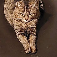 Minette a rejoint le concours — aidez-le/la à gagner de superbes lots ! animal, cat, closeup, cute, domestic_cat, ears, feline, fur, indoor, mammal, paws, pets, relaxed, resting, sleepy, stretching, striped, tabby, tabby_cat, whiskers