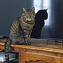 Minette participe au concours pour gagner de l'argent avec cette photo : animal, cat, curious, domestic, eyes, feline, fur, furniture, home, indoor, looking, pet, portrait, shadow, sitting, tabby, tail, television, whiskers, wooden_cabinet