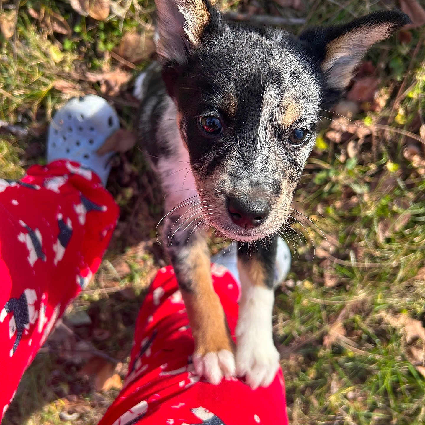 Daisy Jean