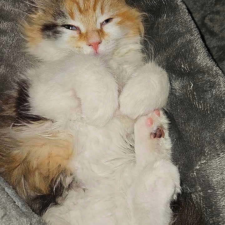 Pumpkin is registered to the contest to win money with this photo: abyssinian, angora, animal, blanket, bodypart, cat, couch, face, furniture, indoors, kitten, manx, mouth, person, pet, quilt, siamese, slate, sleeping, white