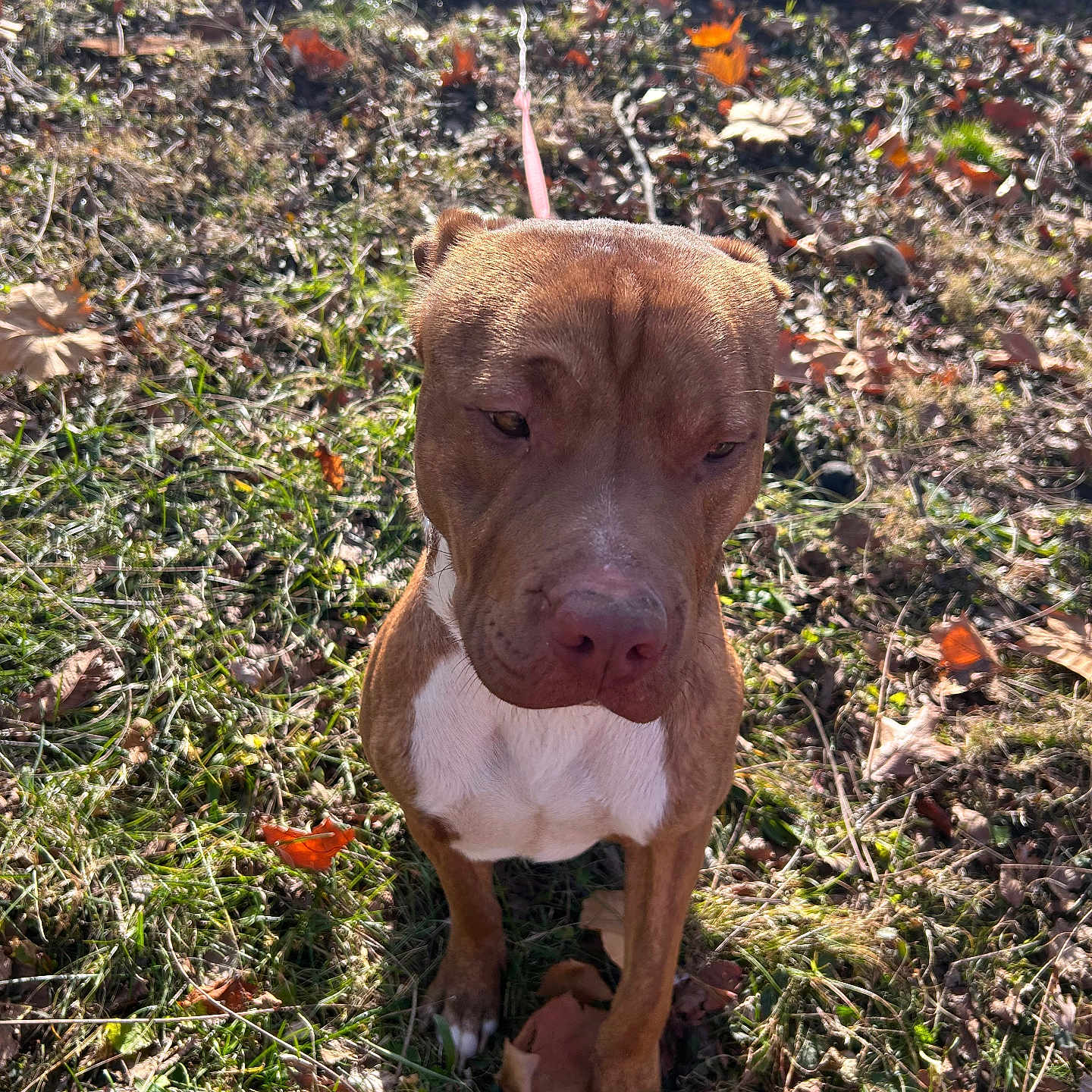 Knuckle Head joined the competition — help win amazing prizes! accessories, animal, ball, boxer, bulldog, canine, dog, grass, hound, leaf, outdoors, pet, pitbull, plant, puppy, soil, sport, strap, tree, vegetation