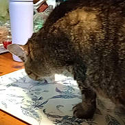 Ruby joined the competition — help win amazing prizes! animal, bottle, cat, closeup, clutter, container, counter, curious, domestic, food, fur, indoor, kitchen, pet, placemat, sniffing, surface, tabby, table, wood