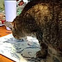 animal, bottle, cat, closeup, clutter, container, counter, curious, domestic, food, fur, indoor, kitchen, pet, placemat, sniffing, surface, tabby, table, wood