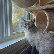 Doodle joined the competition — help win amazing prizes! animal, blue_eyes, cat, cat_tree, cozy, curious, daylight, domestic, feline, gray_fur, home_interior, houseplant, indoor, looking, natural_light, pet, plant_outside, torn_tape, window_screen, windowsill