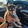 Loki joined the competition — help win amazing prizes! puppy, dog, husky, canine, pet, animal, fluffy, black_and_white, brown_fur, blue_eyes, ears, portrait, car, dashboard, steering_wheel, passenger_seat, gearshift, sunlight, road_trip, indoors