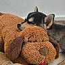 puppy, dog, sleeping, teddy_bear, stuffed_animal, cuddling, nap, fluffy, black_and_tan, closed_eyes, pet, animal, indoors, cozy, blanket, plush_toy, resting, cute, portrait, relaxation