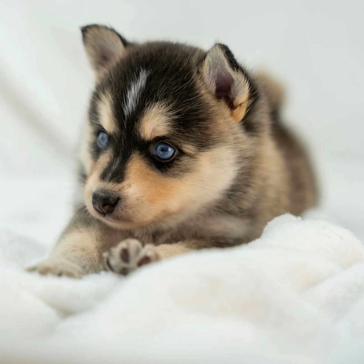 Loki