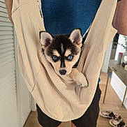 Loki is registered to the contest to win money with this photo: puppy, dog, husky, siberian_husky, blue_eyes, black_and_white, tan markings, pet, animal, sling, carrier, person, indoor, home, wood_floor, door, furniture, shoes, portrait, cute