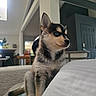 Loki is registered to the contest to win money with this photo: dog, puppy, husky, siberian_husky, blue_eyes, fluffy, black_and_white, tan_fur, sitting, portrait, indoors, bed, pillow, bedroom, home, furniture, ears, muzzle, pet, adorable