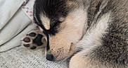 Loki is registered to the contest to win money with this photo: dog, puppy, husky, sleeping, sleepy, resting, curled_up, paw, paws, fluffy, fur, black_and_white, brown, closed_eyes, pet, animal, blanket, bed, cozy, portrait