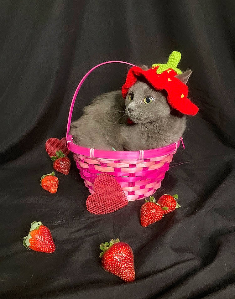 Minerva joined the competition — help win amazing prizes! basket, carmine, carnivore, cut_flowers, fashion_accessory, felidae, fruit, hat, magenta, petal, pink, plant, red, strawberries, strawberry, stuffed_toy, sunglasses, tableware, teddy_bear, toy