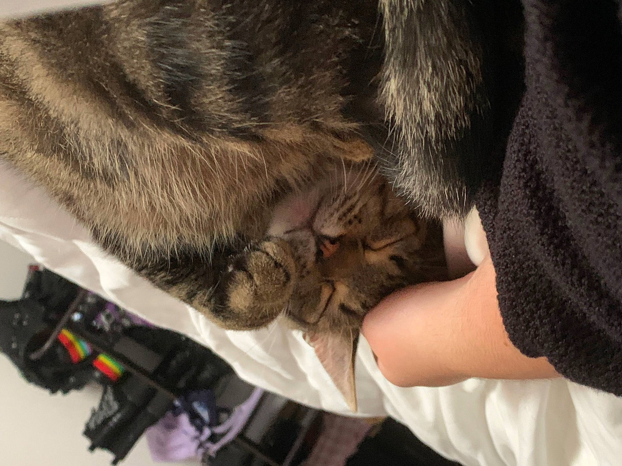 Sir Catrick The Third is registered to the contest to win money with this photo: canidae, carnivore, cat, claw, dog_breed, domestic_short_haired_cat, felidae, fur, gesture, glove, machine, mammal, safety_glove, small_to_medium_sized_cats, snout, sporting_group, tail, vertebrate, whiskers, wrist