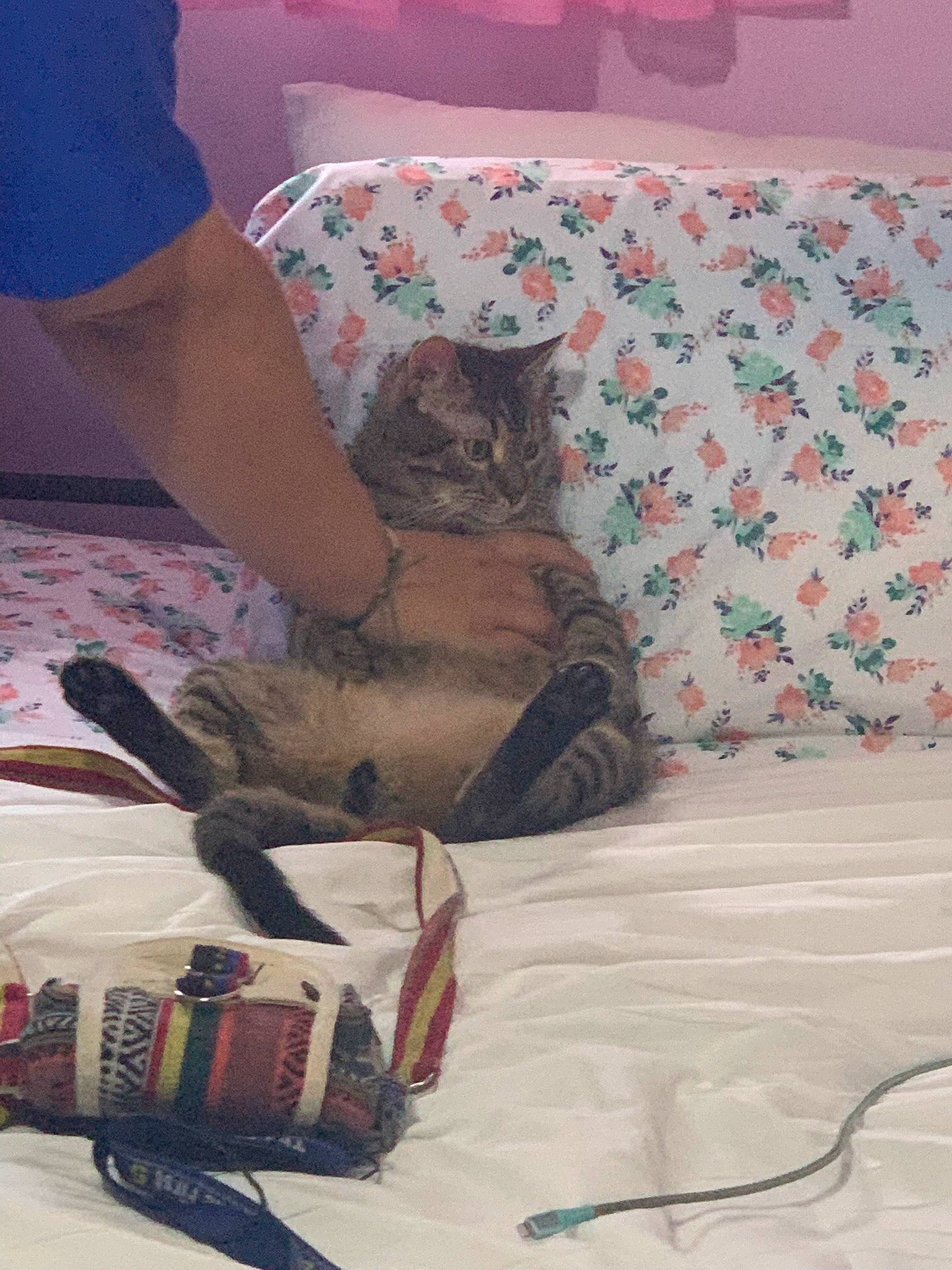 Sir Catrick The Third joined the competition — help win amazing prizes! carnivore, cat, comfort, domestic_short_haired_cat, fawn, felidae, flooring, fur, grey, human_leg, lap, linens, pattern, room, small_to_medium_sized_cats, t_shirt, tail, textile, thigh, whiskers