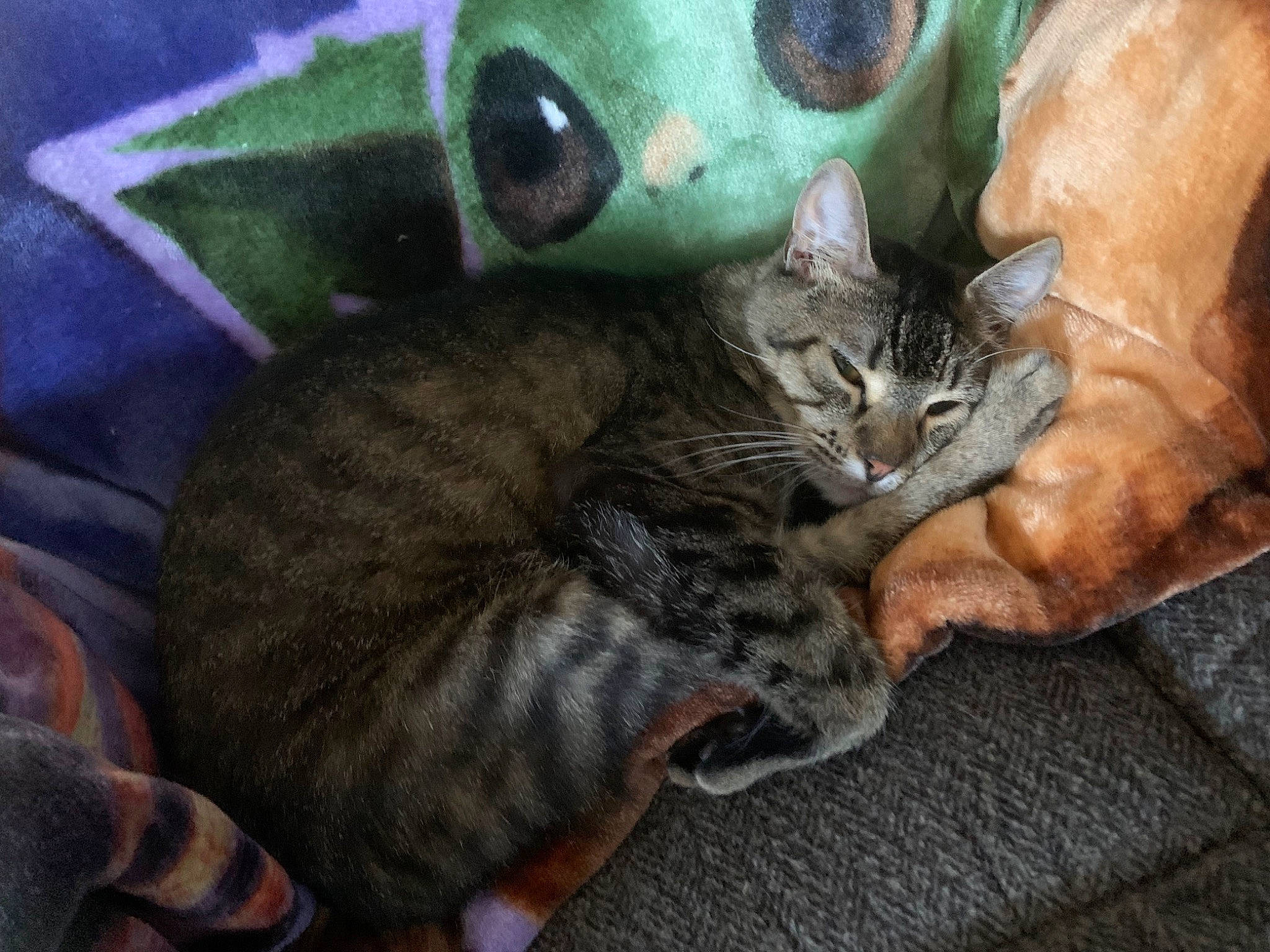 Sir Catrick The Third joined the competition — help win amazing prizes! carnivore, cat, cat_supply, cat_toy, claw, comfort, domestic_short_haired_cat, felidae, fur, grey, paw, small_to_medium_sized_cats, snout, tail, terrestrial_animal, whiskers