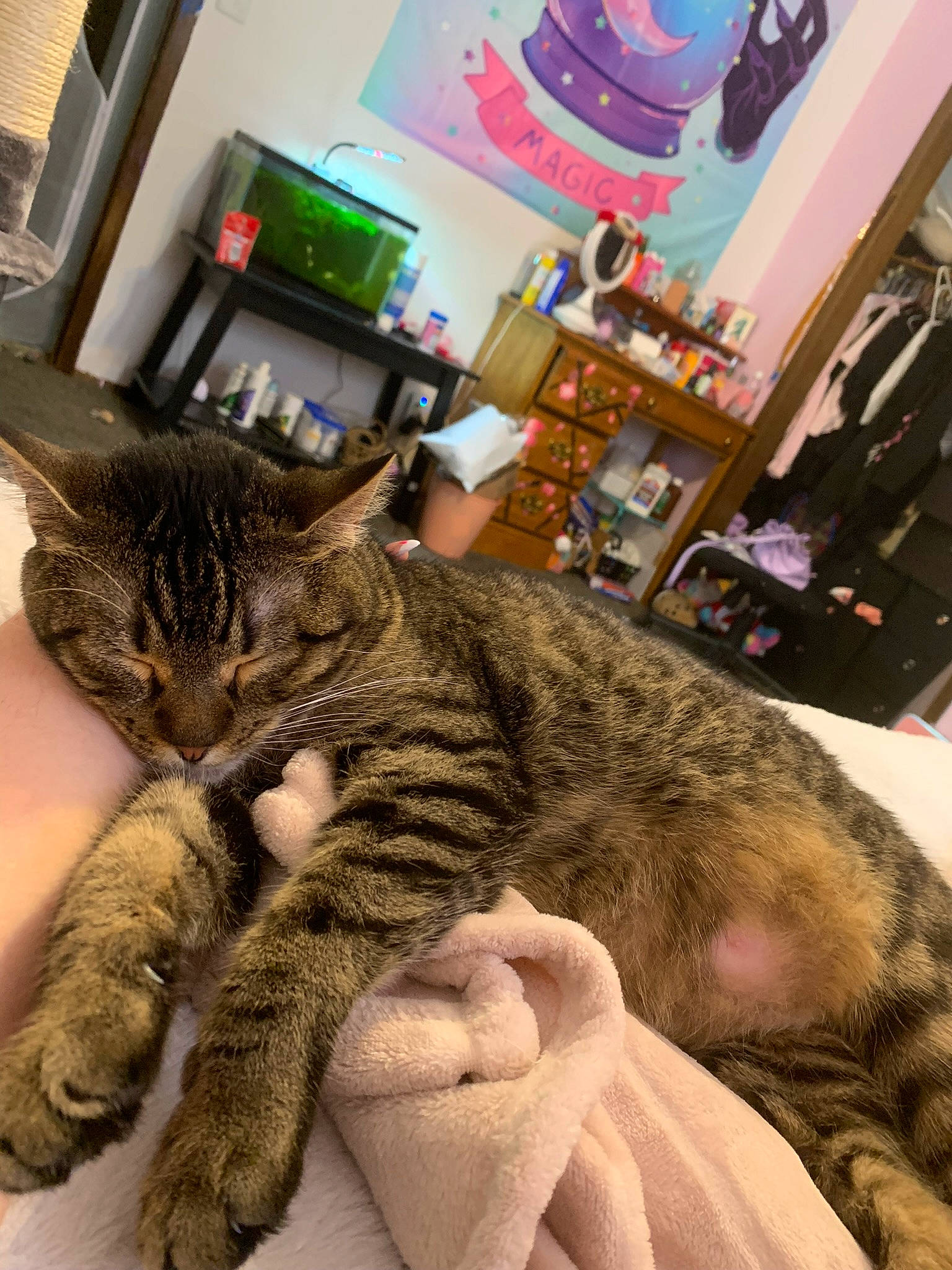 Sir Catrick The Third is registered to the contest to win money with this photo: carnivore, cat, claw, comfort, domestic_short_haired_cat, felidae, flooring, fur, houseplant, nap, paw, picture_frame, small_to_medium_sized_cats, snout, television, terrestrial_animal, whiskers