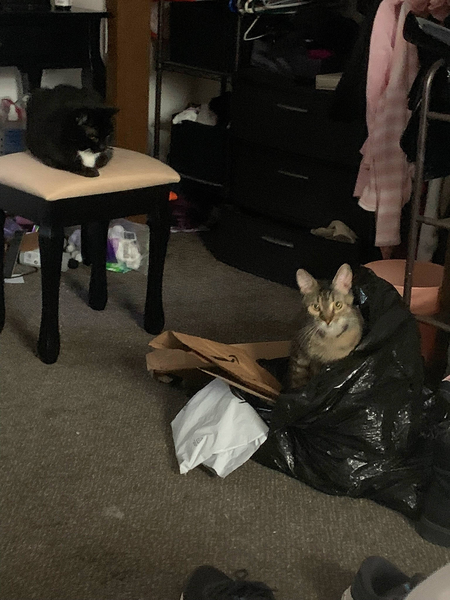 Sir Catrick The Third is registered to the contest to win money with this photo: bag, carnivore, cat, chair, comfort, companion_dog, felidae, floor, flooring, fur, furniture, grey, lap, luggage_and_bags, room, shelf, sitting, small_to_medium_sized_cats, textile, whiskers