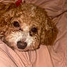 Nova Milan joined the competition — help win amazing prizes! dog, pet, cute, curly_hair, bow, blanket, pink, cozy, snuggle, animal, fur, bed, resting, indoors, face, close_up, adorable, companion, warm, soft