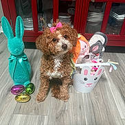 Nova Milan is registered to the contest to win money with this photo: dog, brown_dog, pink_bow, teal_bunny, decorative_eggs, stuffed_toys, white_bucket, wooden_floor, red_cabinet, pet, indoor, cute, fluffy, small_dog, animal, toy, ribbon, flooring, home_decor, playful