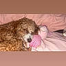 Nova Milan is registered to the contest to win money with this photo: dog, sleeping, plush_toy, pink, bed, curly_fur, cozy, cute, pet, indoor, resting, animal, fur, snuggling, soft, comfort, close_up, relaxing, domestic_animal, toy