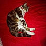 cat, tabby, sleeping, red_blanket, pet, animal, fur, collar, whiskers, paws, domestic_cat, cute, resting, cozy, indoor, mammal, feline, relaxation, curled_up, soft
