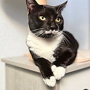 Tuxx joined the competition — help win amazing prizes! animal, black_and_white, cat, cat_tree, close_up, domestic_cat, ear, feline, fur, furniture, green_eyes, indoor, kitty, paw, paws, pet, portrait, relaxed, tuxedo_cat, whiskers