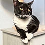 animal, black_and_white, cat, cat_tree, close_up, domestic_cat, ear, feline, fur, furniture, green_eyes, indoor, kitty, paw, paws, pet, portrait, relaxed, tuxedo_cat, whiskers