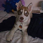 Krypto joined the competition — help win amazing prizes! dog, puppy, husky, siberian_husky, pet, animal, sitting, bed, bedroom, indoors, portrait, blue_eyes, brown_and_white_fur, pointed_ears, collar, dog_tag, plush_toy, blanket, posters, cute