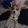dog, puppy, husky, siberian_husky, pet, animal, sitting, bed, bedroom, indoors, portrait, blue_eyes, brown_and_white_fur, pointed_ears, collar, dog_tag, plush_toy, blanket, posters, cute