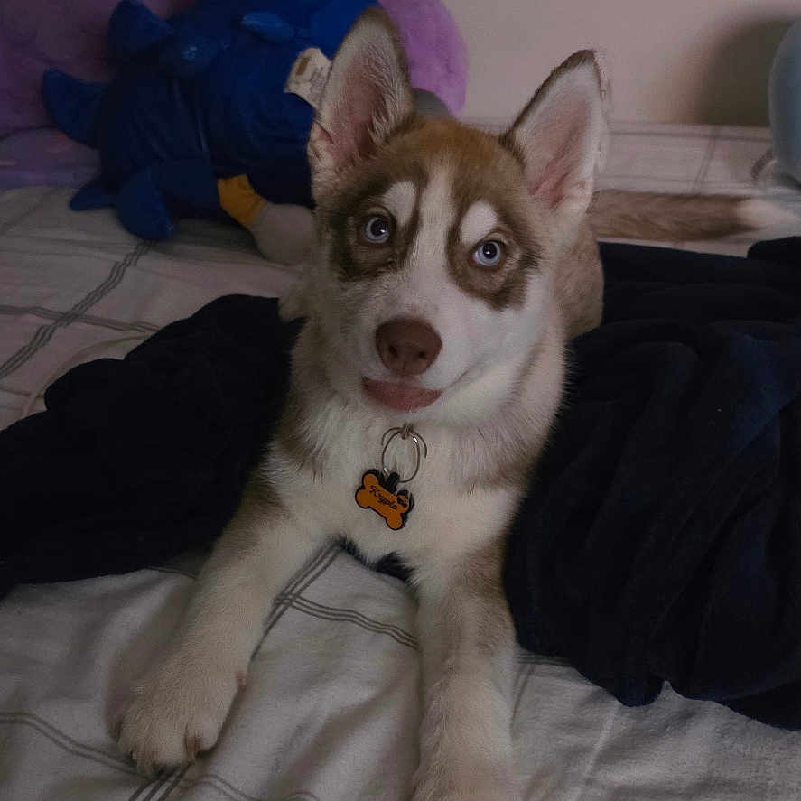 Krypto