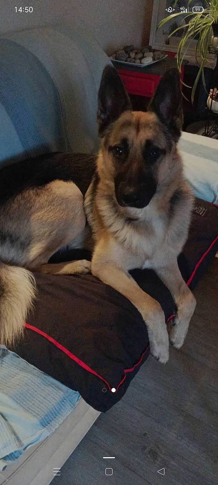 Tyron a rejoint le concours — aidez-le/la à gagner de superbes lots ! canidae, carnivore, collar, companion_dog, dog, dog_breed, dog_supply, door, east_european_shepherd, fawn, foot, fur, german_shepherd_dog, herding_dog, king_shepherd, old_german_shepherd_dog, pet_supply, sporting_group, tail, working_dog