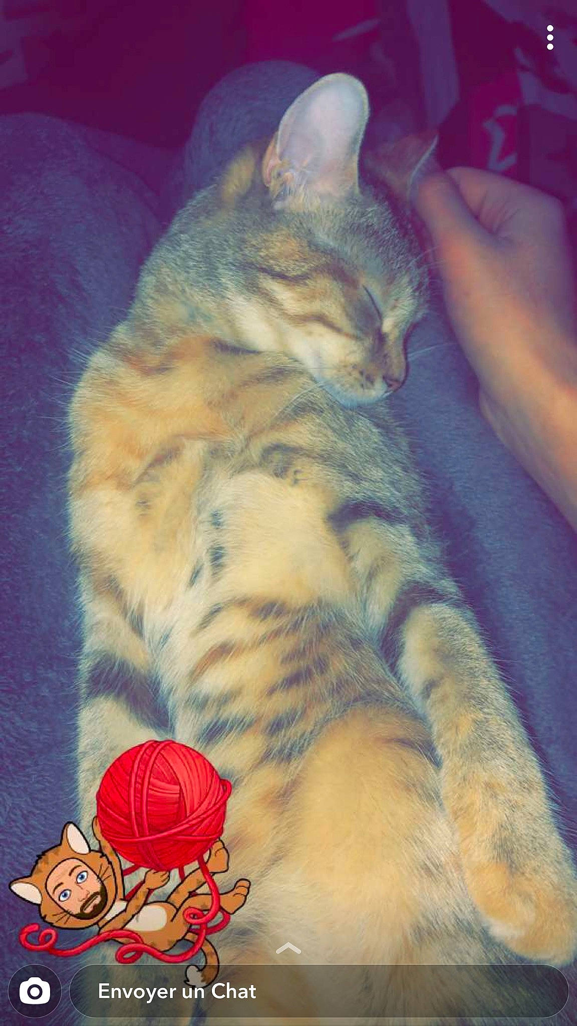 Coyote participe au concours pour gagner de l'argent avec cette photo : carnivore, cat, claw, cloud, comfort, domestic_short_haired_cat, felidae, finger, foot, fur, human_leg, lap, meteorological_phenomenon, organ, paw, sky, small_to_medium_sized_cats, tail, terrestrial_animal, whiskers