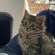 Archibald a rejoint le concours — aidez-le/la à gagner de superbes lots ! cat, kitten, pet, fur, whiskers, big_eyes, ears, paws, fluffy, tabby, indoor, sofa, cushion, blanket, furniture, table, chair, home, portrait, curious