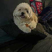 Micah joined the competition — help win amazing prizes! dog, fluffy, white_dog, pillow, couch, indoor, pet, chew_toy, happy, smiling, fur, relaxed, cozy, seated, animal, home, blanket, patterned_cushion, cute, companion