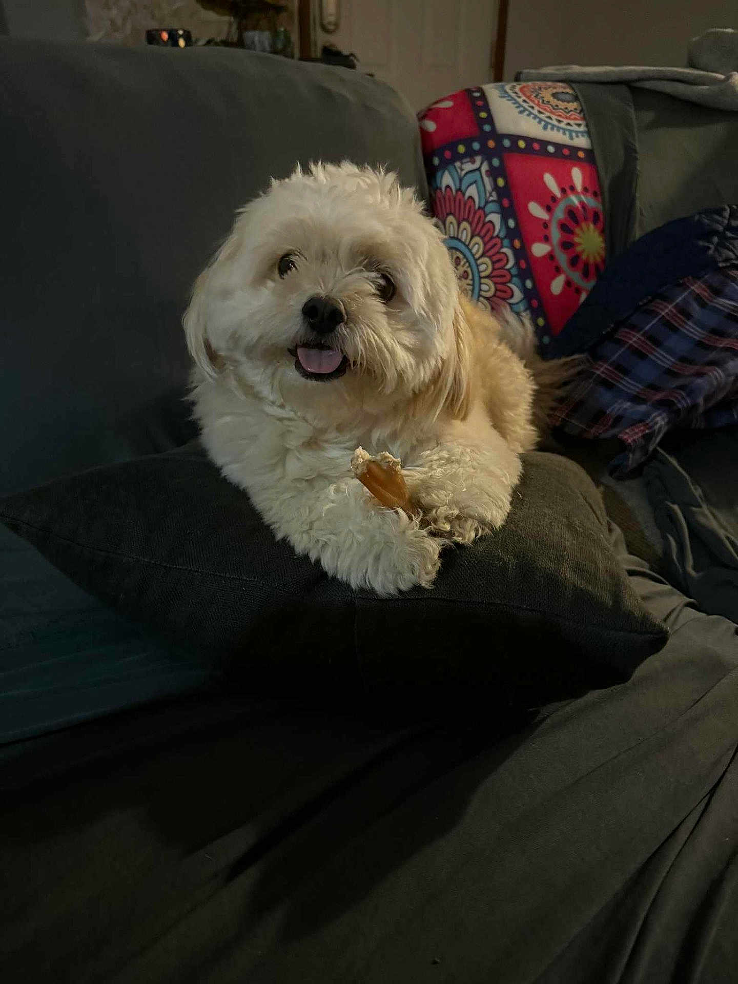 Micah joined the competition — help win amazing prizes! dog, fluffy, white_dog, pillow, couch, indoor, pet, chew_toy, happy, smiling, fur, relaxed, cozy, seated, animal, home, blanket, patterned_cushion, cute, companion