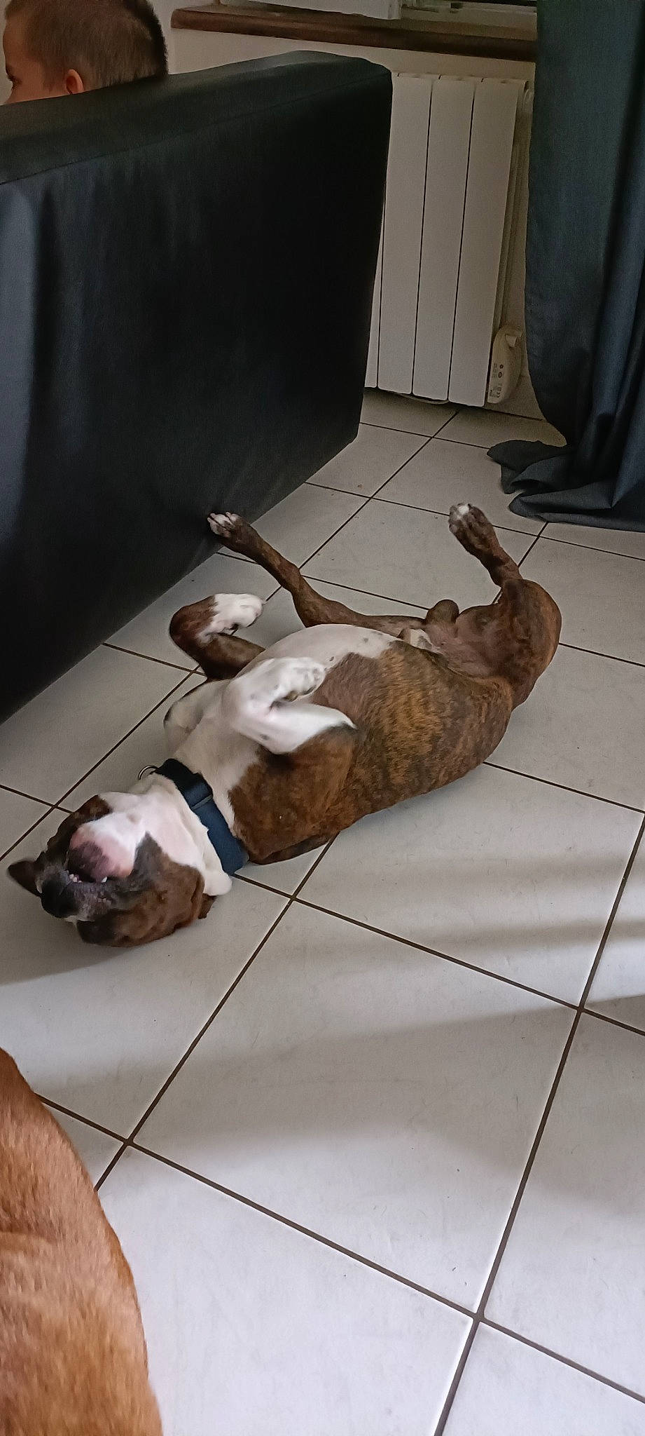 Rosko a rejoint le concours — aidez-le/la à gagner de superbes lots ! canidae, carnivore, comfort, companion_dog, dog, dog_breed, fawn, felidae, floor, flooring, fur, hardwood, paw, small_to_medium_sized_cats, snout, sporting_group, tail, whiskers, wood, wood_flooring