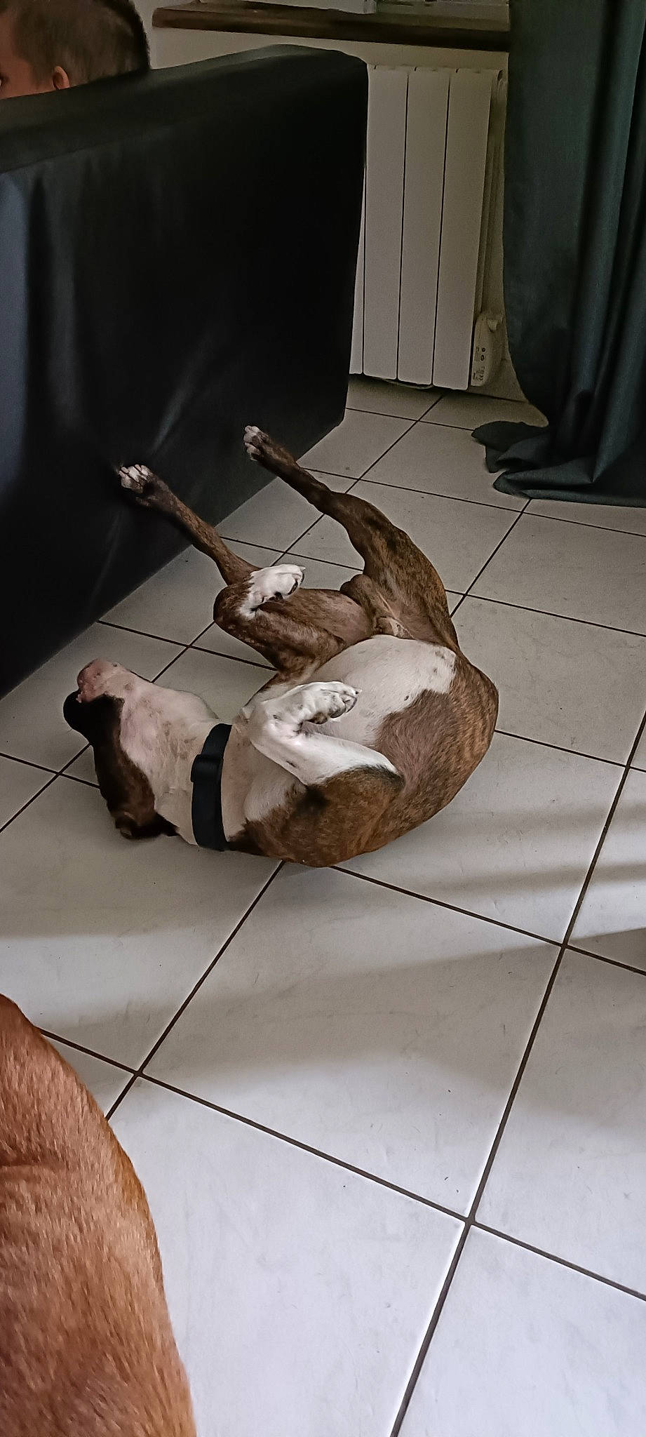 Rosko a rejoint le concours — aidez-le/la à gagner de superbes lots ! art, chair, comfort, companion_dog, elbow, fawn, floor, flooring, foot, fur, hardwood, human_leg, knee, linens, room, sandal, sitting, tail, thigh, wood