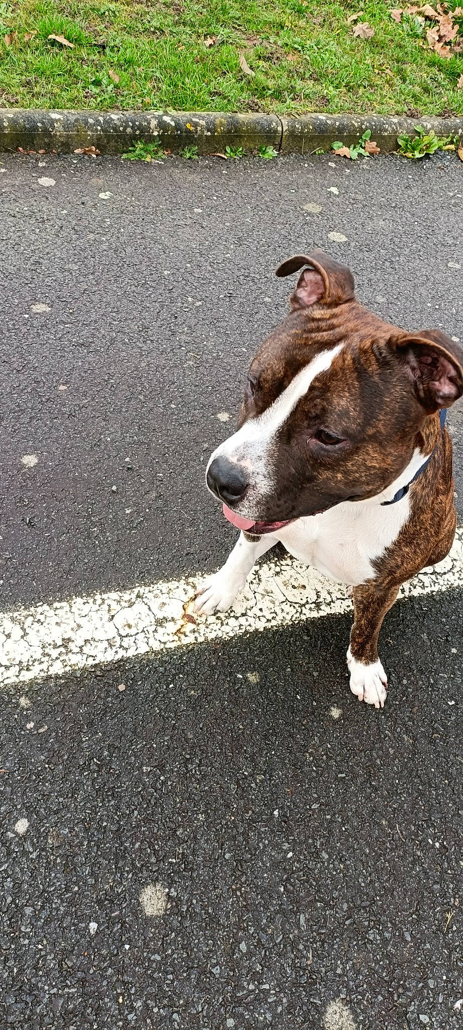 Rosko a rejoint le concours — aidez-le/la à gagner de superbes lots ! asphalt, canidae, carnivore, collar, companion_dog, concrete, dog, dog_breed, fawn, human_leg, road, road_surface, sidewalk, snout, sporting_group, tail, tar, terrestrial_animal, whiskers, working_animal